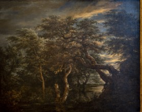 Jacob Isaacksz Van Ruisdael, A marsh in a forest at dusk, 1665, oil on panel, Museo de Bellas