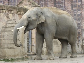 Asian elephant bull Voi Nam in the Ganesha Mandir elephant temple at Leipzig ZOO