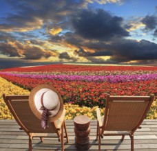 Spring blooming buttercups grow stripes of different colors. Two deck chairs on the platform are at