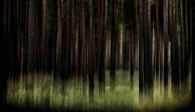 Artistically blurred forest
