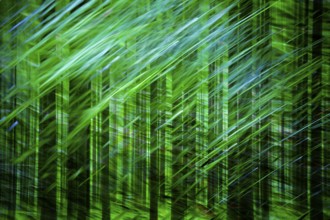Atmospheric forest, abstract structures, wiping effect, bulb exposure