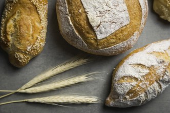 Beautiful Sourdough bread on gray background with dried wheat flower