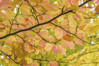Persian ironwood (Parrotia persica), Treptower Park, Berlin, Berlin, Germany