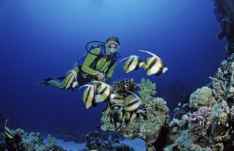 Diver and bannerfish, Red Sea bannerfish, Heniochus intermedius, Egypt, Sha'ab Marksur, Red Sea