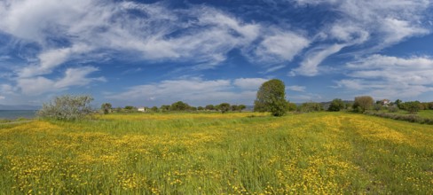 Landscape in Greece, flower meadow, tree, spring, island Lesbos Lesbos, Greece