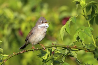 Whitethroat, (Sylvia communis), animals, birds, warbler family, songbird, perch, Bad Dürkheim