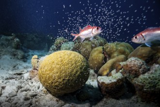 Korallenriff mit zwei Fischen und einer gelben Hirnkoralle in tiefem Wasser, A fish swims near