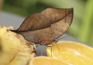 Indian leaf butterfly