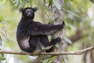 Black Indri (Indri indri) in the rainforest, Black Lemur, Palmarium Nature Reserve, Madagascar