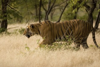 Tiger Panthera tigris, Ranthambore tiger reserve, Rajasthan, India