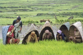 Farmers working in paddy field, Malshej, Maharashtra