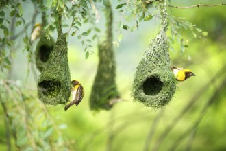 Baya weaver nest indian birds wild life india