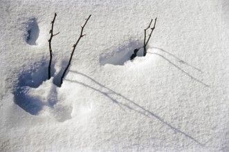 Dry twigs of tree on fresh snow Pancchu Glacier, Uttarakhand, India, Asia