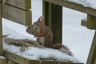 Squirrel (Sciurus vulgaris)