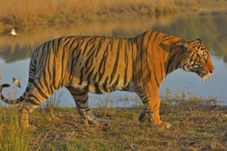 Bengal Tiger, Ranthambore national park, rajasthan, India, Asia
