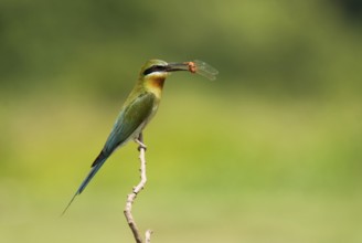 Birds, blue tailed bee eater merops philippinus, bangalore, karnataka, India