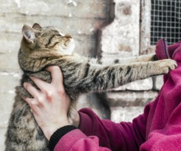 Parting tabby fat cat clawed at a woman in a pink fleece jacket