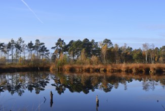 Landscape in Autumn in the Fen Pietzmoor, Schneverdingen, Lower Saxony, Germany. Landscape in