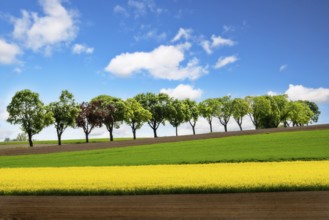 Row of trees along a rape field on a sunny day