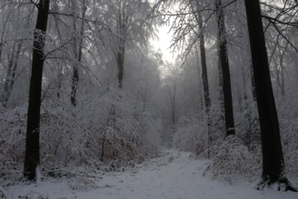 Winter landscape in the Marienhölzung, Flensburg, Schleswig-Holstein, Germany