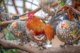 Group of cockerels (Gallus gallus domesticus) sitting on a tree branch with colourful plumage,