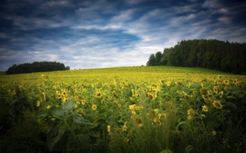 Sunflower field