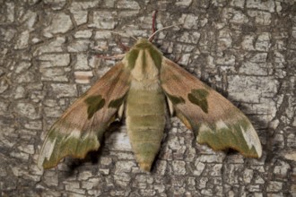 Lime hawk-moth, Mimas tiliae, lime hawk-moth