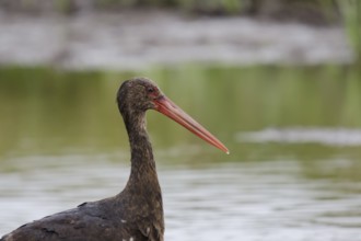 Young black stork (portrait)