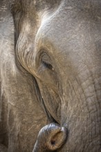 African elephant (Loxodonta africana) portrait, detail, close-up, Manyeleti Game Reserve, South