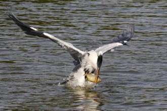 Cocoi Heron catches a piranha with its beak just over the water surface, wings spread, Pantanal