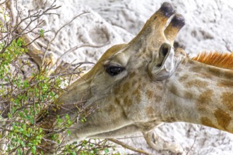 Giraffe