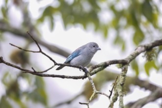 Small Sayaca tanager perched on a bare branch against defocused background, Serra da Mantiqueira,