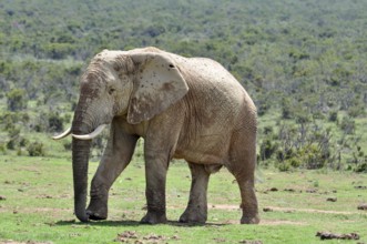 An African Elephant in the Eastern Cape, South Africa