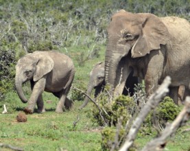 A female African Elephant with calf in the Addo Elephant Park, South Africa