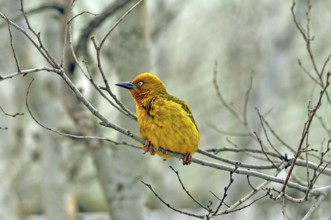 Cape Weaver, Ploceus capensis, a resident breeding bird species endemic to South Africa building a
