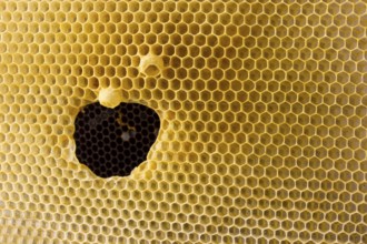 The hole is formed in the honeycomb. Cells for bees and honey. Uterine cups