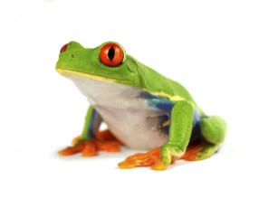 Red eye frog