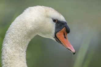 Portrait of a Mute Swan (Cygnus olor) . Bas Rhin, Alsace, France