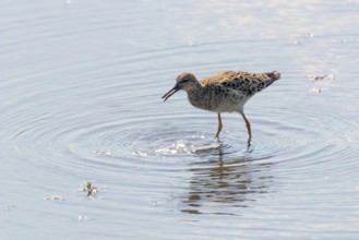 Ruff Water Bird (Philomachus pugnax) Ruff in Water