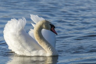 Male Mute Swan Swimming