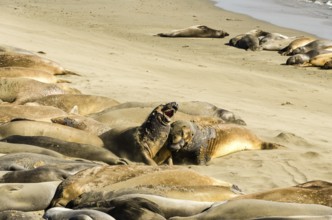 Elephant seals fighting on the beach in the middle of a large colony