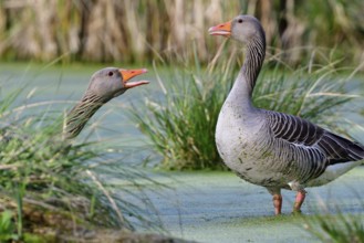 Greylag in the morning sun in a lake. Greylag goose in spring during mating