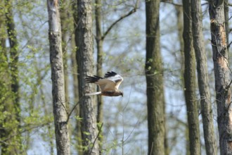 Marsh harrier on the prowl.western marsh-harrier (Circus aeruginosus), male in flight, Western