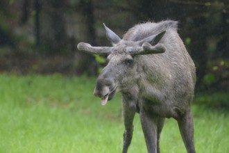 Male moose in a meadow