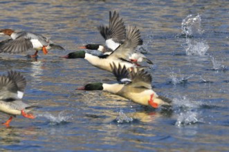 Red-breasted merganser and Common merganser in Saxon in winter. Goosander and Common Merganser as