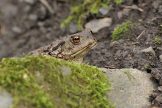 Common Toad in the forest in autumn. Common toad in the forest, in autumn