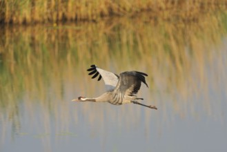 Common Crane in the Oberlausitz.grey crane in flight