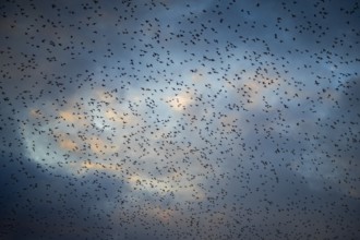 Starlings (Sturnus vulgaris) gather in huge flocks at dusk, Aventoft, Schleswig-Holstein, Germany