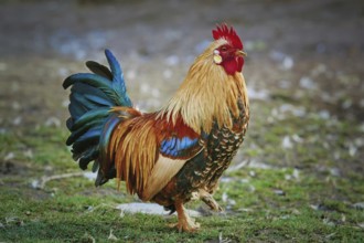 Brown Leghorn Rooster Standing on the Ground Devnja, Bulgaria