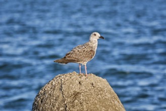 Young Seagull on the Stone against Black Sea Background Varna, Bulgaria